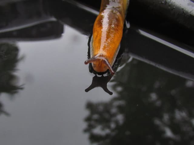 Slug