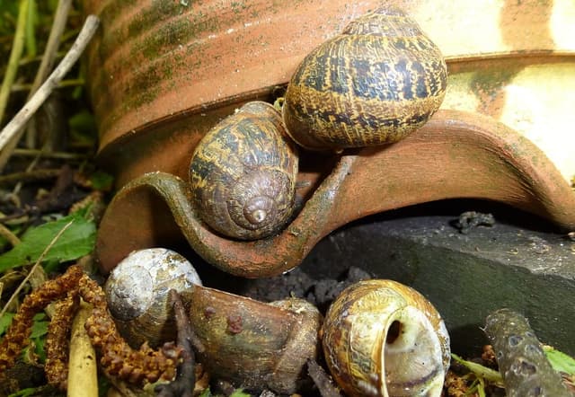 Snail