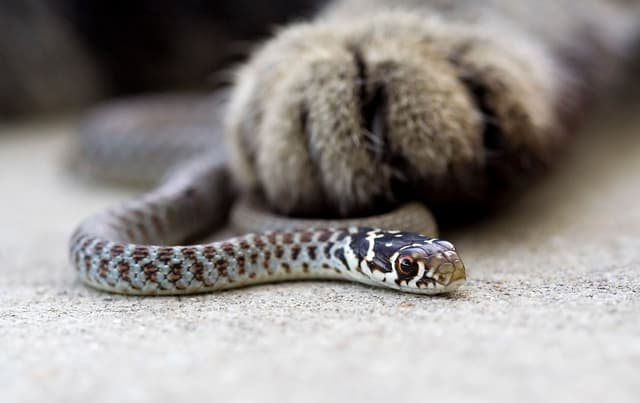 Snake