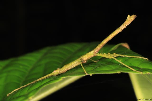 Stick Insect