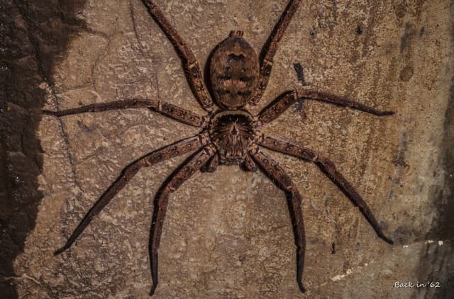 Tarantula tools