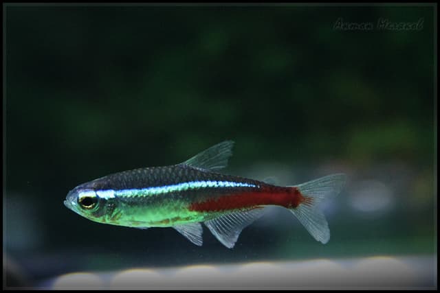 Tetra
