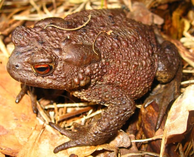 Toad tools