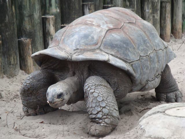 Tortoise tools