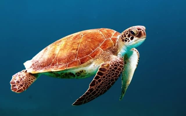 Turtle tools
