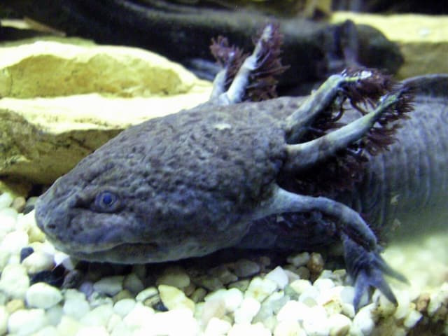Axolotl tools