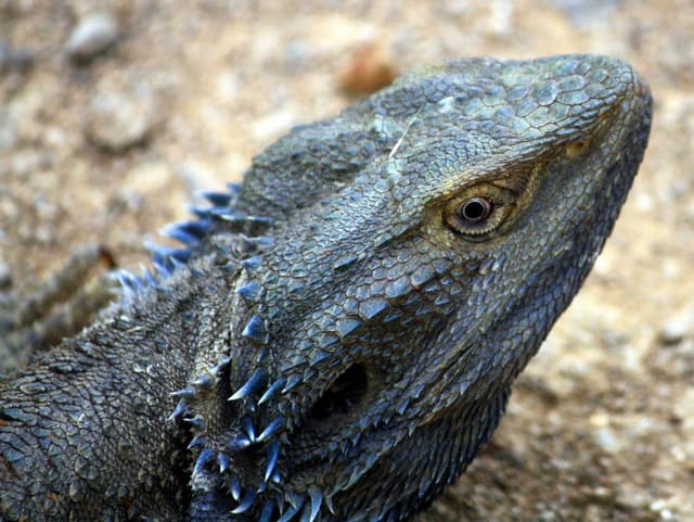 Bearded Dragon tools