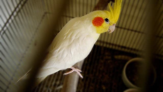 Cockatiel tools
