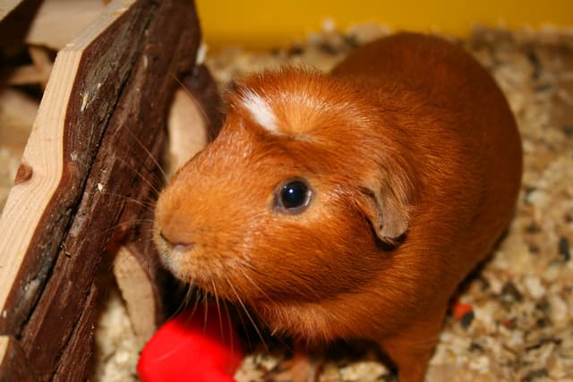 Guinea Pig tools