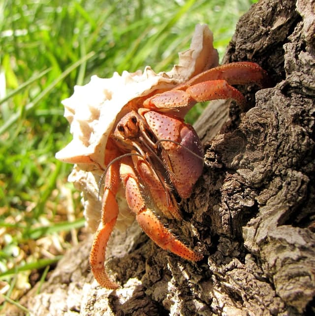 Hermit Crab tools