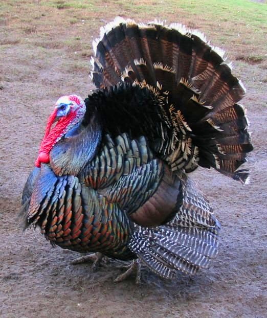 Turkey tools